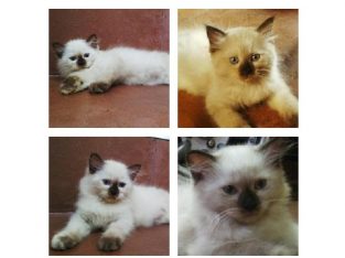 Data Entry Ad Posting & Form Filling Job