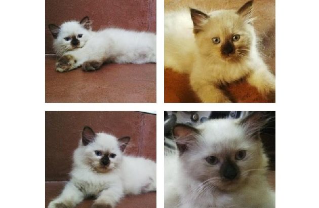 Data Entry Ad Posting & Form Filling Job