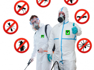 Unwanted house guests