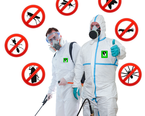 Unwanted house guests