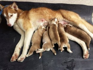 very adorable siberian husky puppies ready for rehoming
