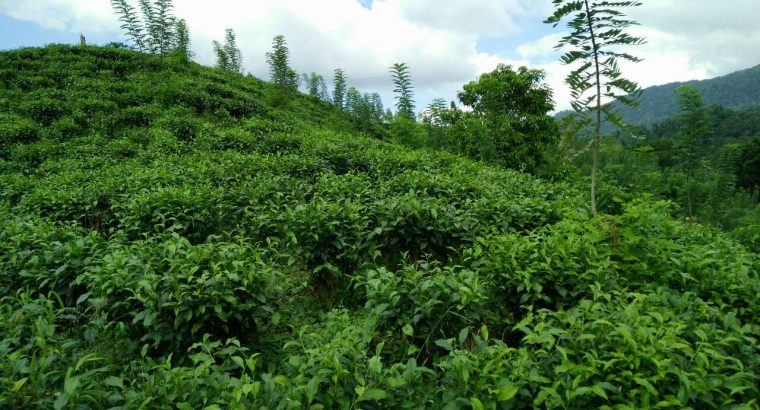 Tea estate with Bungalow in Morawaka for sale (13.4 acres)