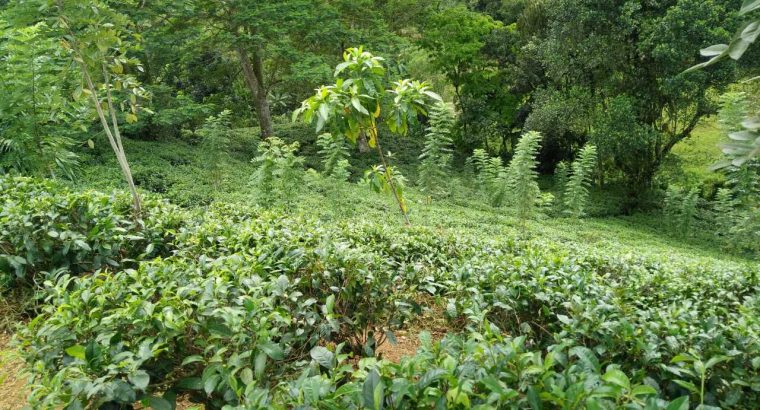 Tea estate with Bungalow in Morawaka for sale (13.4 acres)