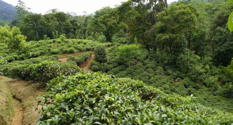 Tea estate with Bungalow in Morawaka for sale (13.4 acres)