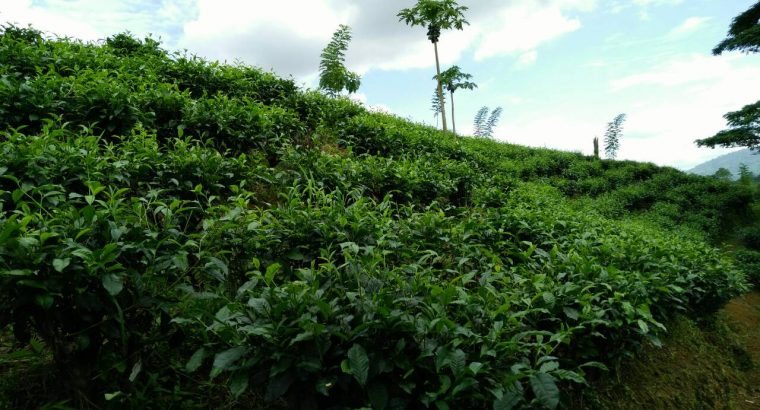 Tea estate with Bungalow in Morawaka for sale (13.4 acres)