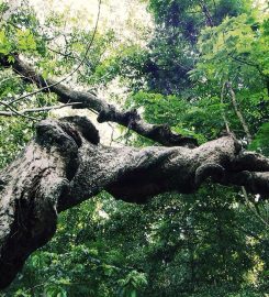 Udawatta Kele Sanctuary