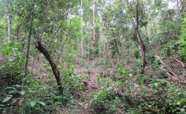 Land for sale in Kandy Vatihalagala