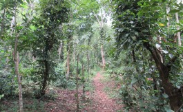 Land for sale in Kandy Vatihalagala