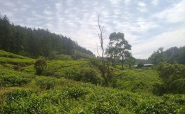 Tea estate for sale in Kandy