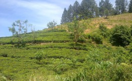 Tea estate for sale in Kandy