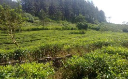 Tea estate for sale in Kandy
