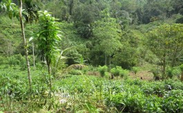 Rubber Estate – 345 Acres