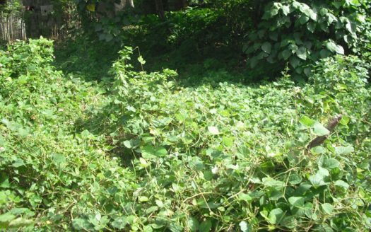 Land for sale at panadura