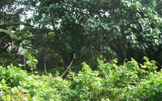 Land for sale at panadura