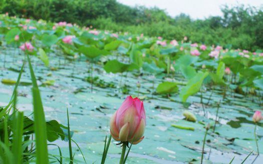 Lotus Villa Apartment for Rent